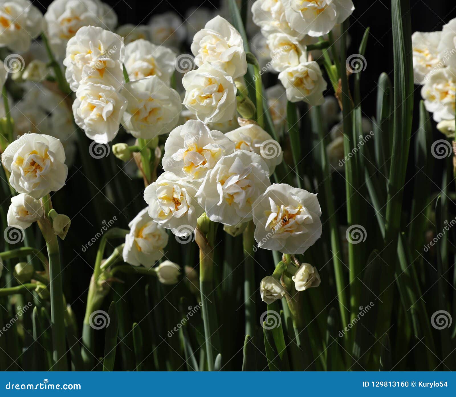 Double Hybridus Du Narcisse X De Jonquille Dans Le Jardin Du Magasin De  Fleurs Photo stock - Image du couleur, floral: 129813160