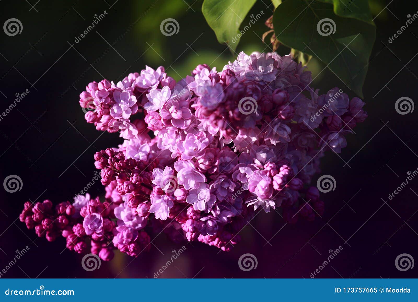 Double Lilac Flowers Syringa Vulgaris Stock Image Image Of Purple Blossomsngarden 173757665