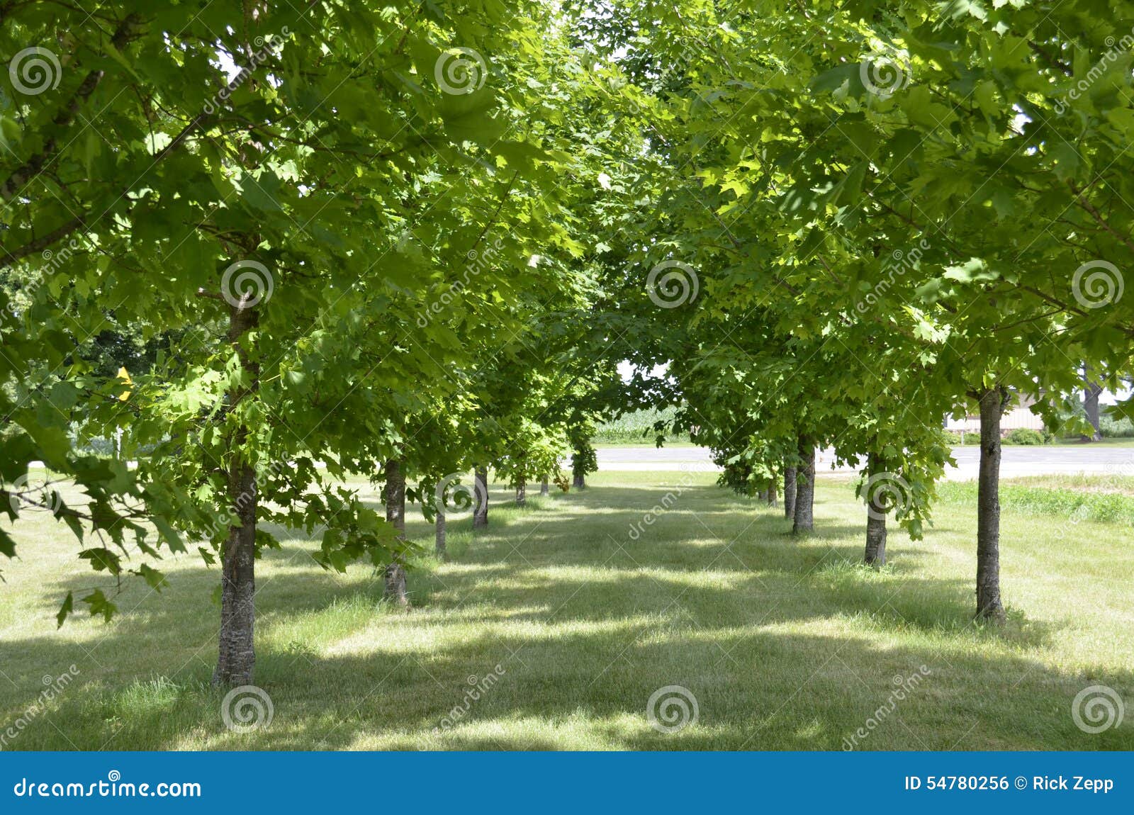 Double Row of Beautiful Trees Stock Photo Image of greenery, sunlight