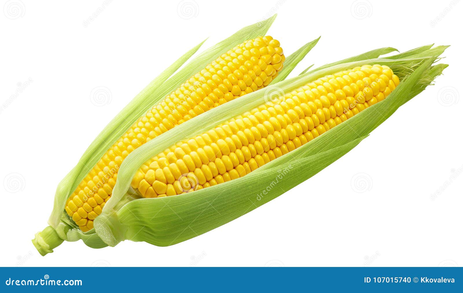 Double Sweet Corn Ears Isolated on White Background Stock Photo Image