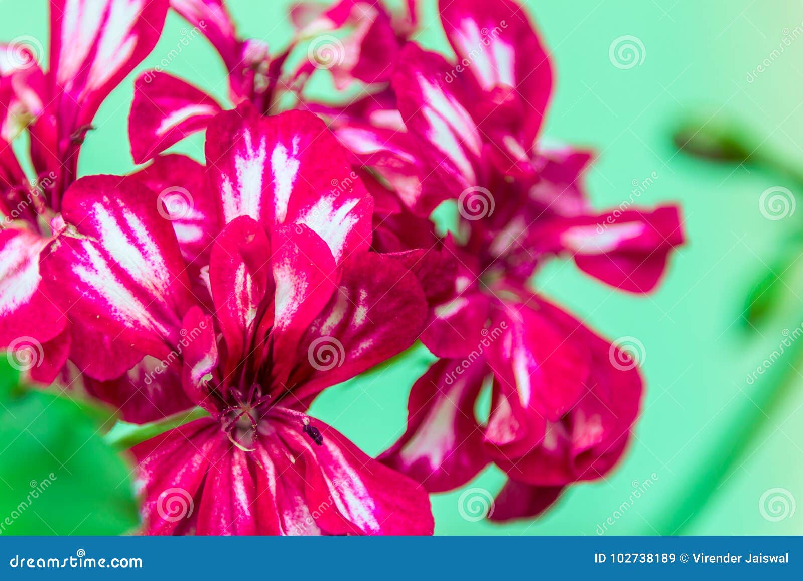 Doubles fleurs rouge foncé de pélargonium. Le double pélargonium rouge foncé fleurit avec les rayures blanches minces le long des pétales