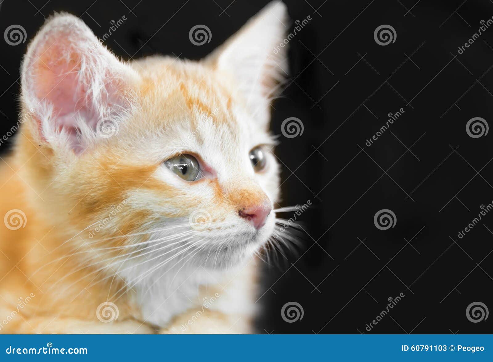 doubtful oragne little kitten cat lie on wooden floor closeup i