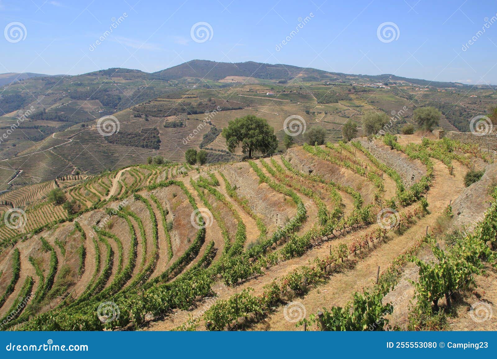 Douro Valley - Portugal stock photo. Image of destinations - 255553080