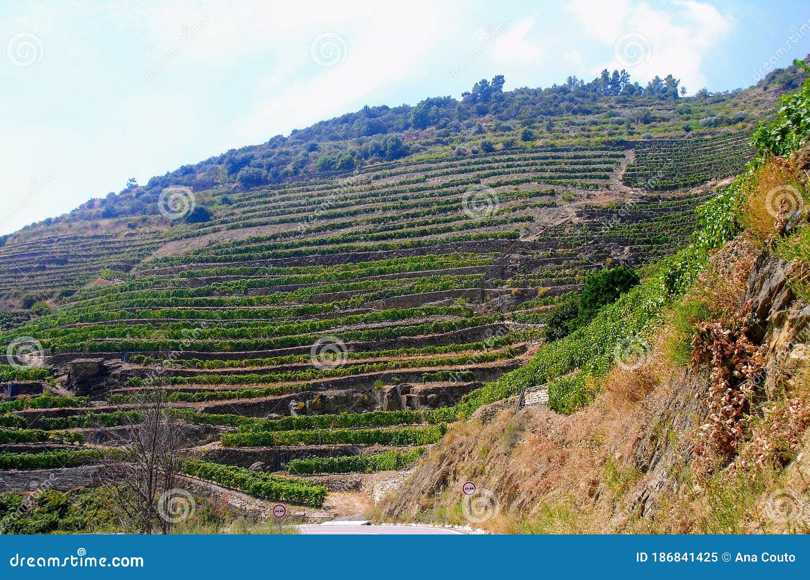 douro valley vineyards, in vila nova de foz coa