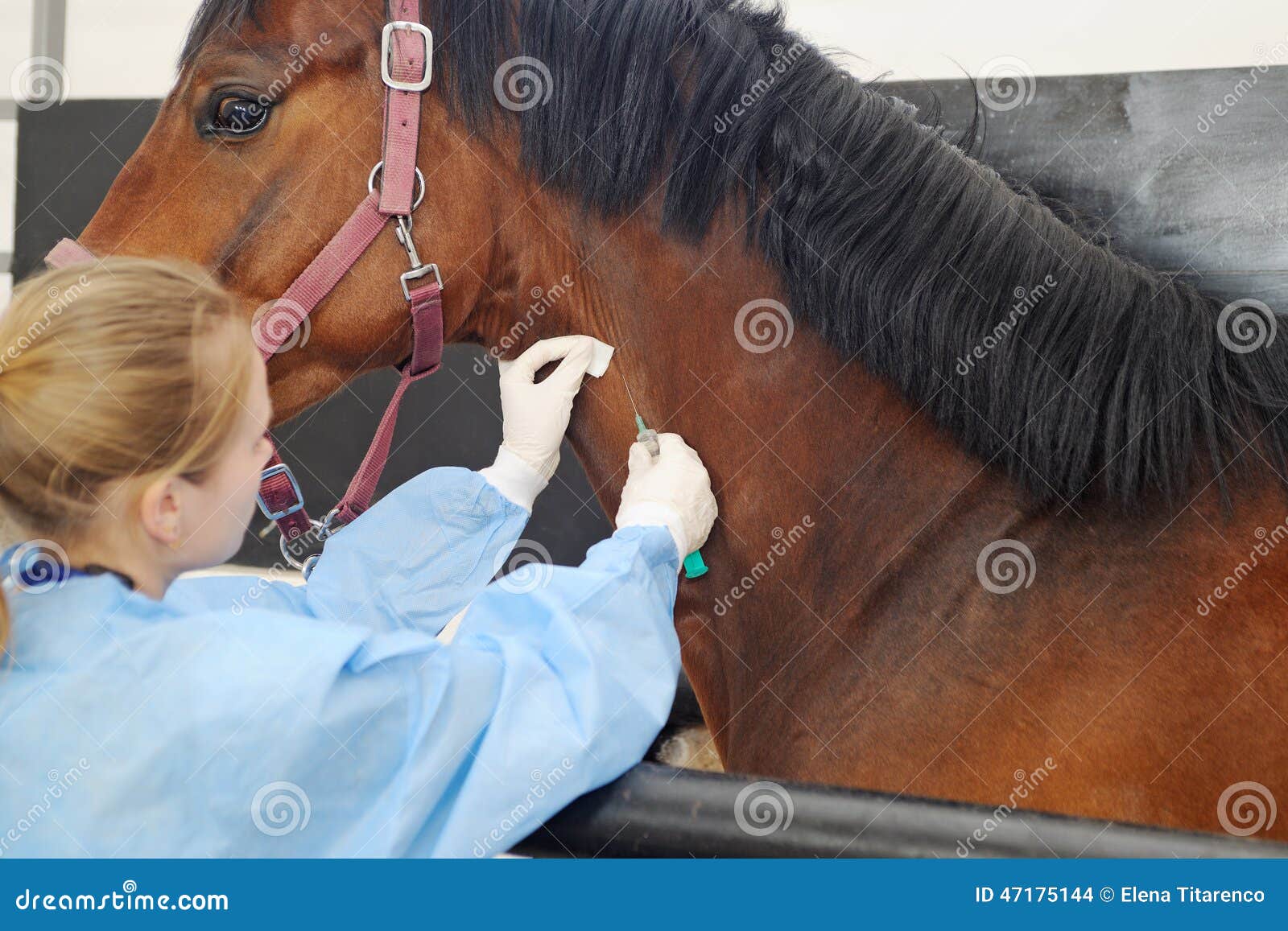 Marcas  Cavalos, Medicina veterinária, Animais de estimação