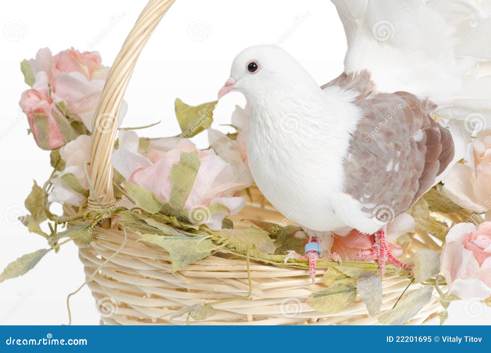 Dove on a basket stock image. Image of marriage, flight 22201695