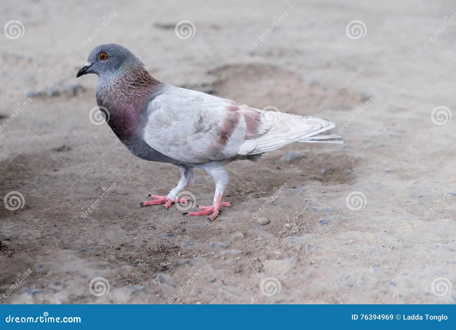 Dove Bird Standing on Ground Stock Image Image of avian, gray 76394969