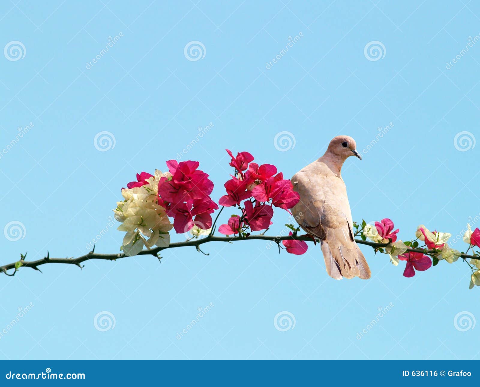 dove on blossoming branch