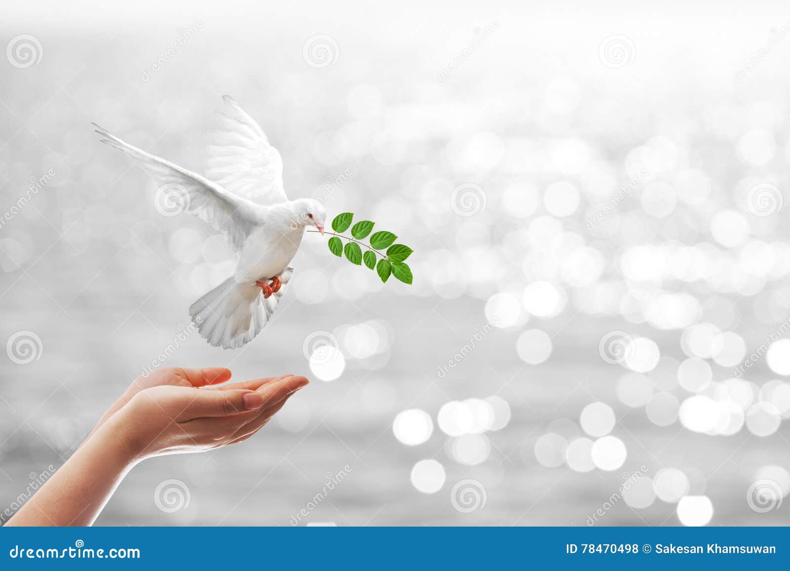 dove carrying leaf branch