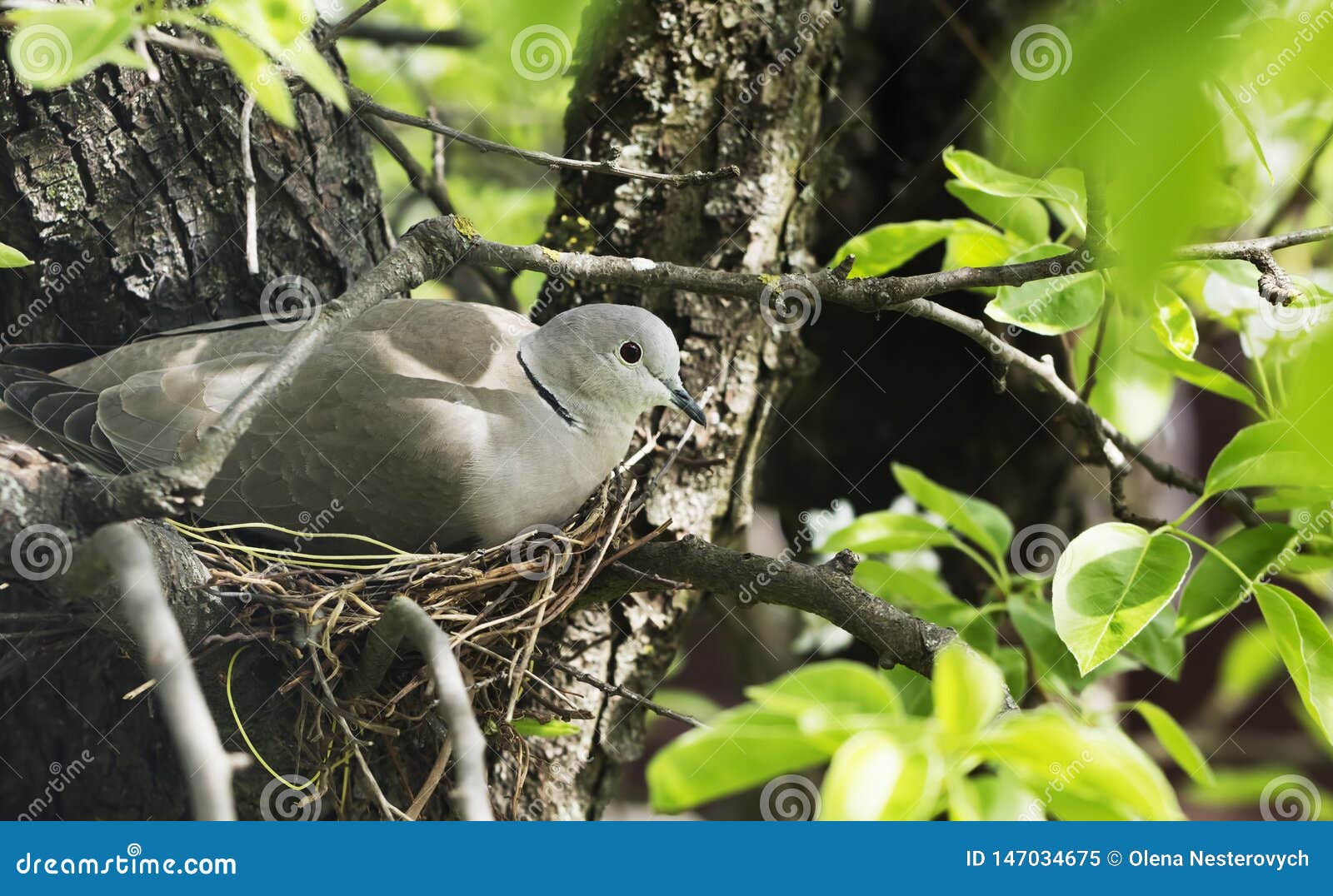Dove Hatches Eggs in the Nest Stock Image Image of garden, natural