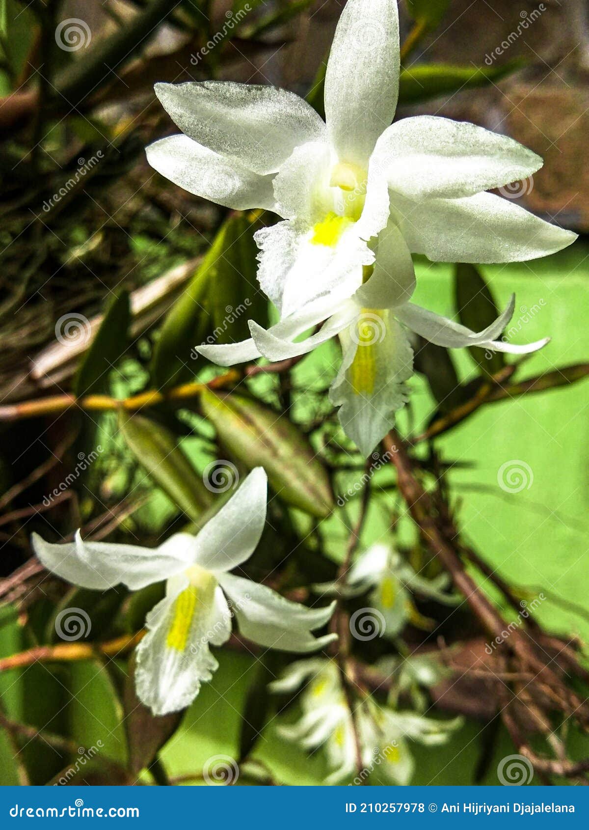 The Dove Orchid stock photo. Image of produce, leaf 210257978