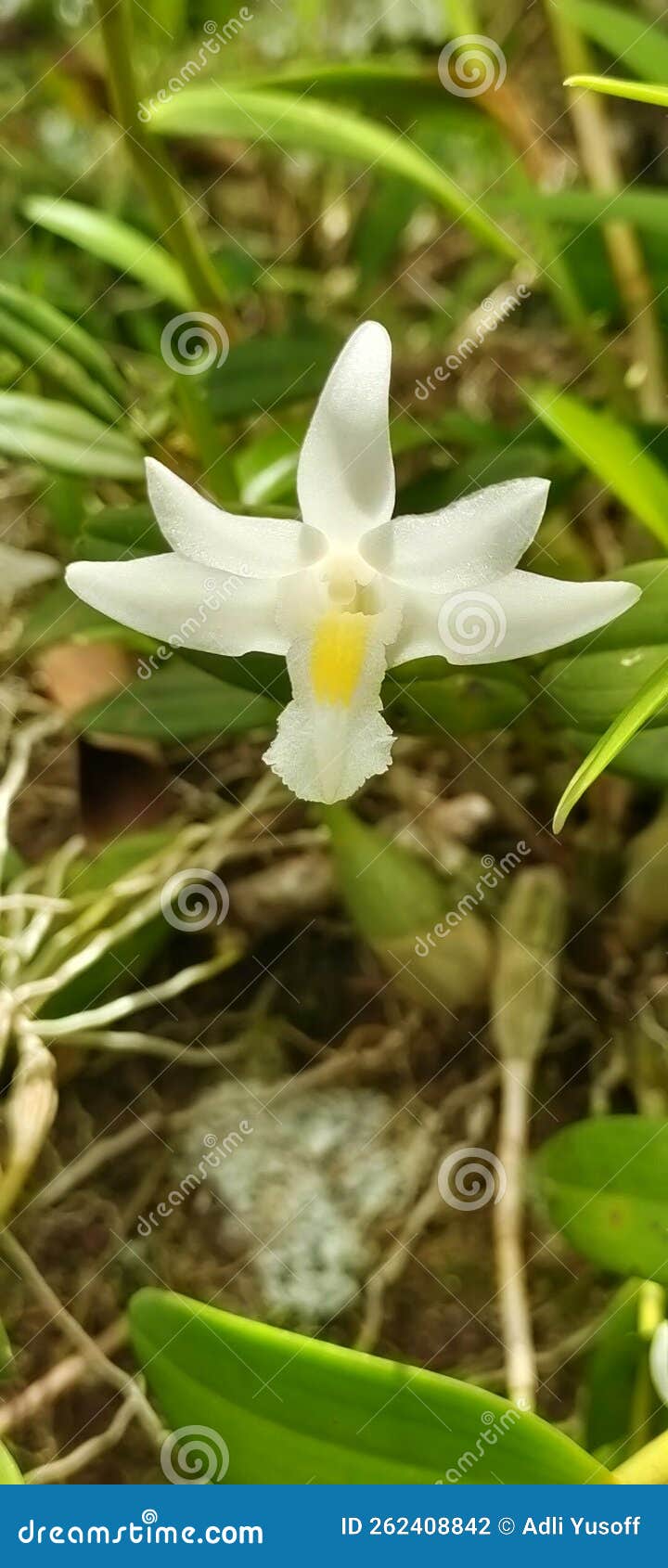 Dove orchid stock photo. Image of flowers, petal, yellow 262408842