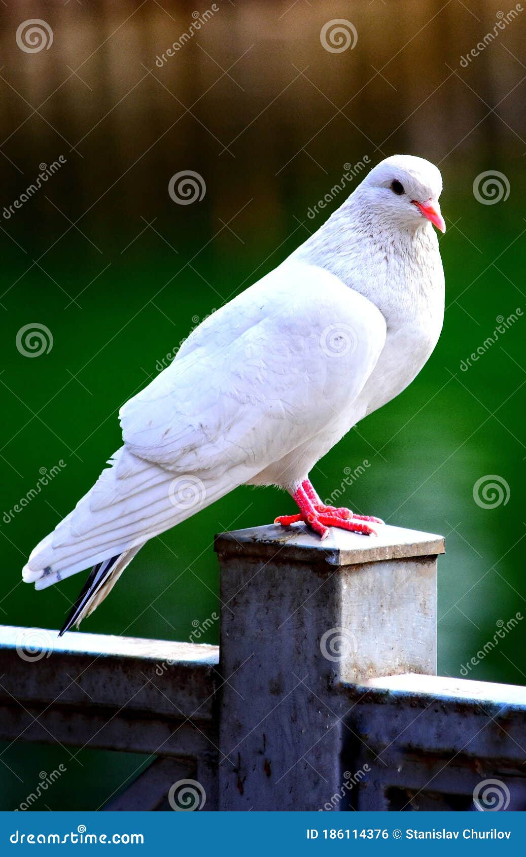 Dove Pigeon Bird Sitting White Stock Photo Image of dove, bird 186114376