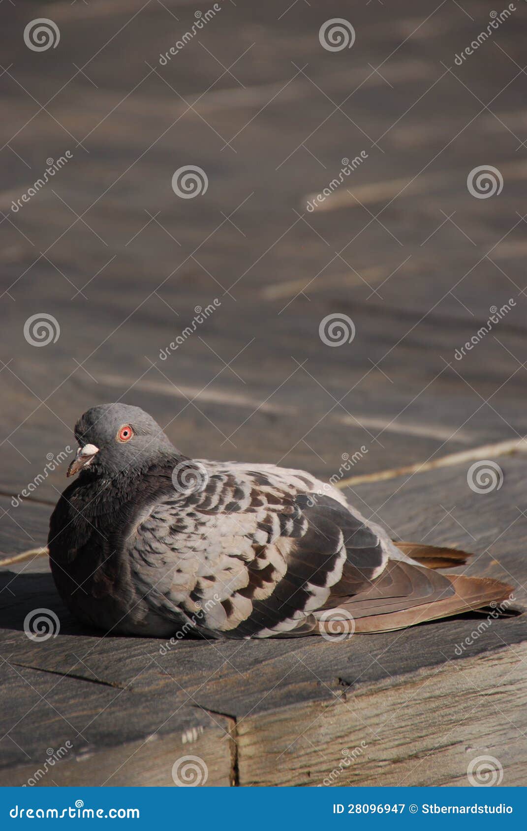 dove resting comfortably