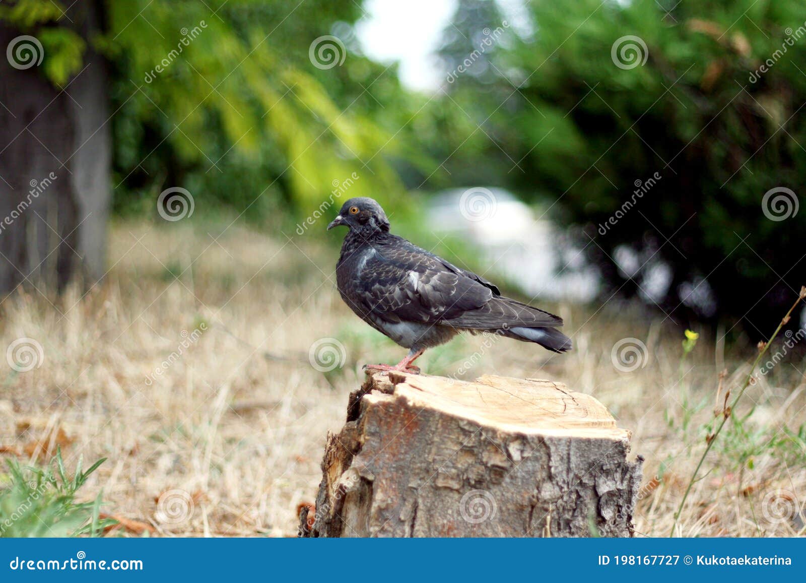 The Dove Sits on a Stump of a Sawn Tree. Cutting Down Trees, Depriving Animals of Their Homes Stock Image - Image of green, natural: 198167727 The Dove Sits on a Stump of a Sawn Tree. Cutting Down Trees, Depriving Animals of Their Homes Stock Image - Image of green, natural: 198167727