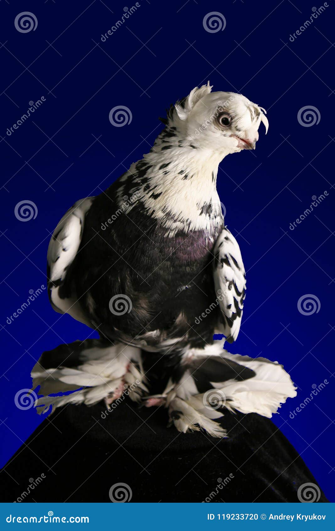 dove studio shooting on a dark blue background.