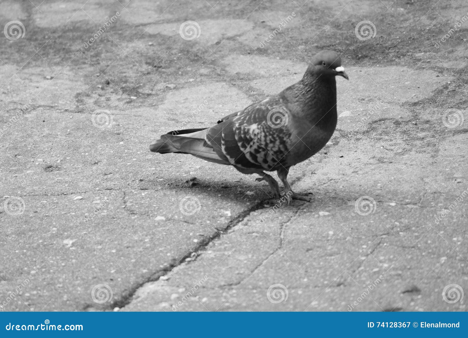 dove