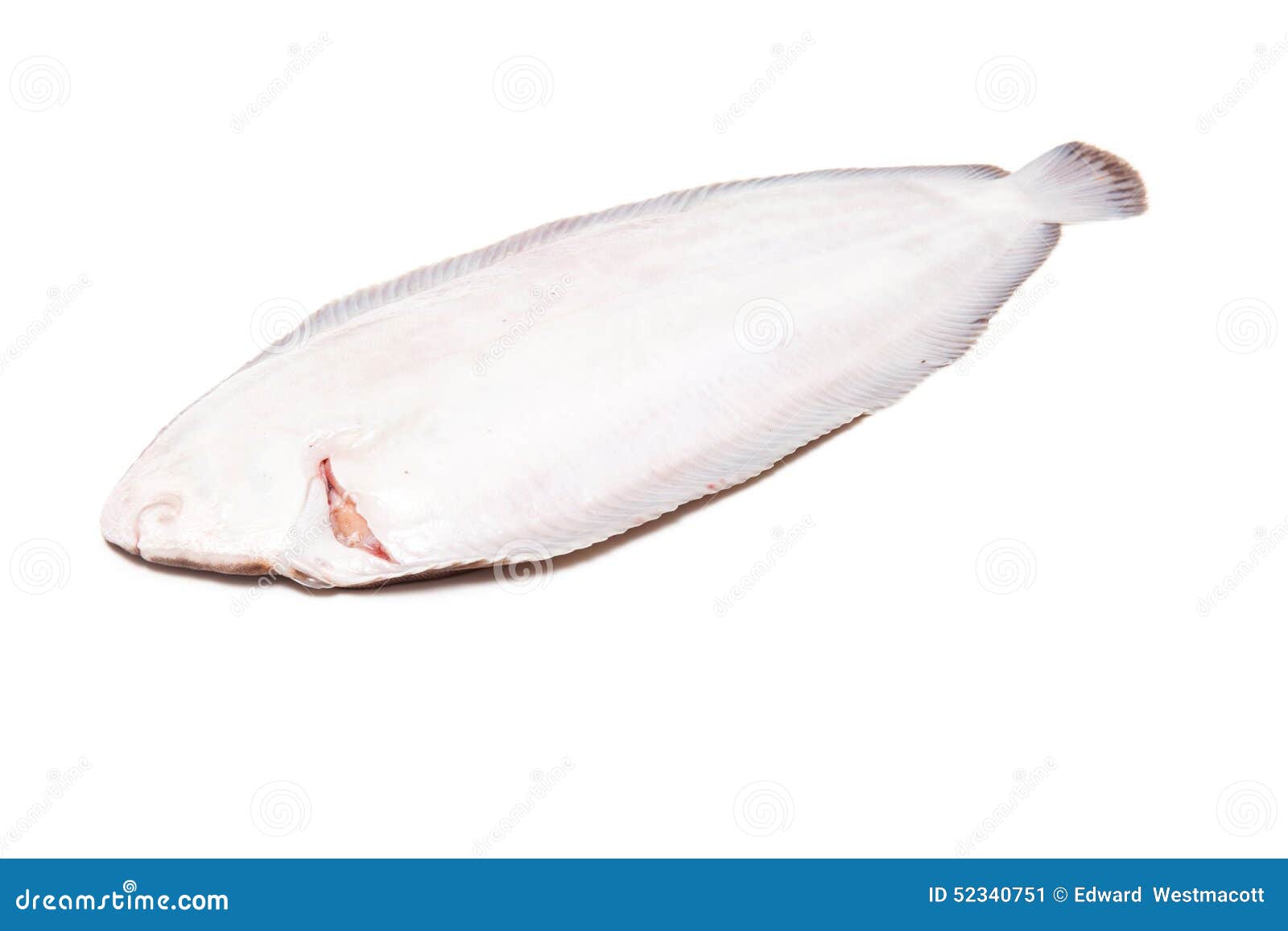 Dover sole fish whole stock image. Image of isolated 52340751