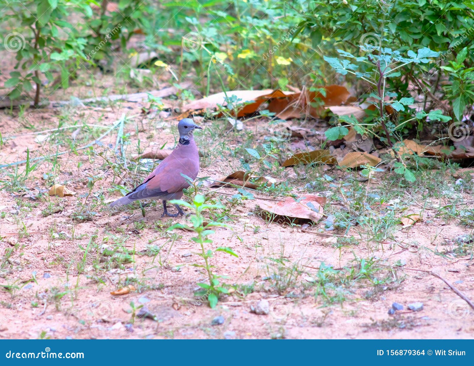 Doves Bird Eating Seed on the Ground Stock Photo Image of ground, doves 156879364