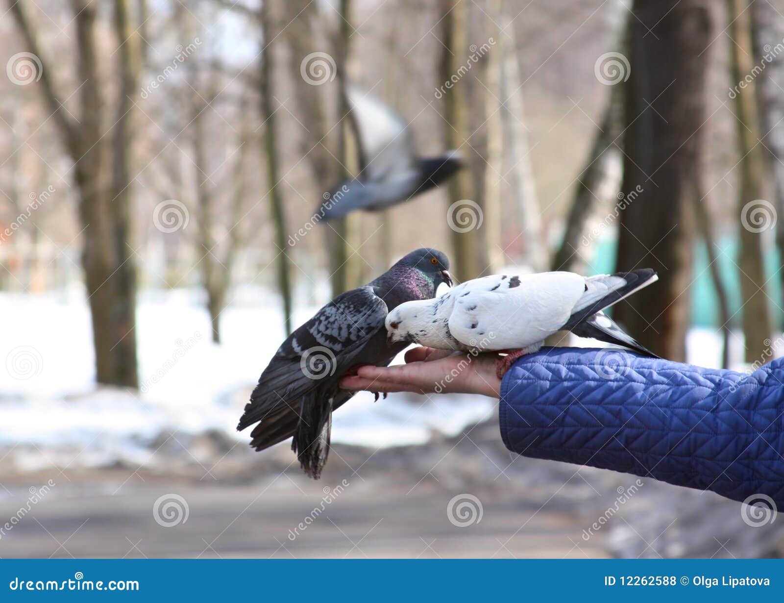 Doves feeding in hand stock photo. Image of scene, beak