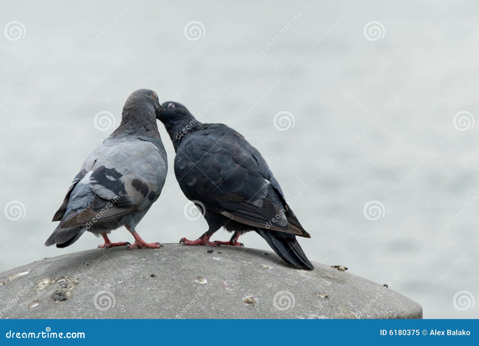 Doves in love stock image. Image of gray, wildlife, bird 6180375