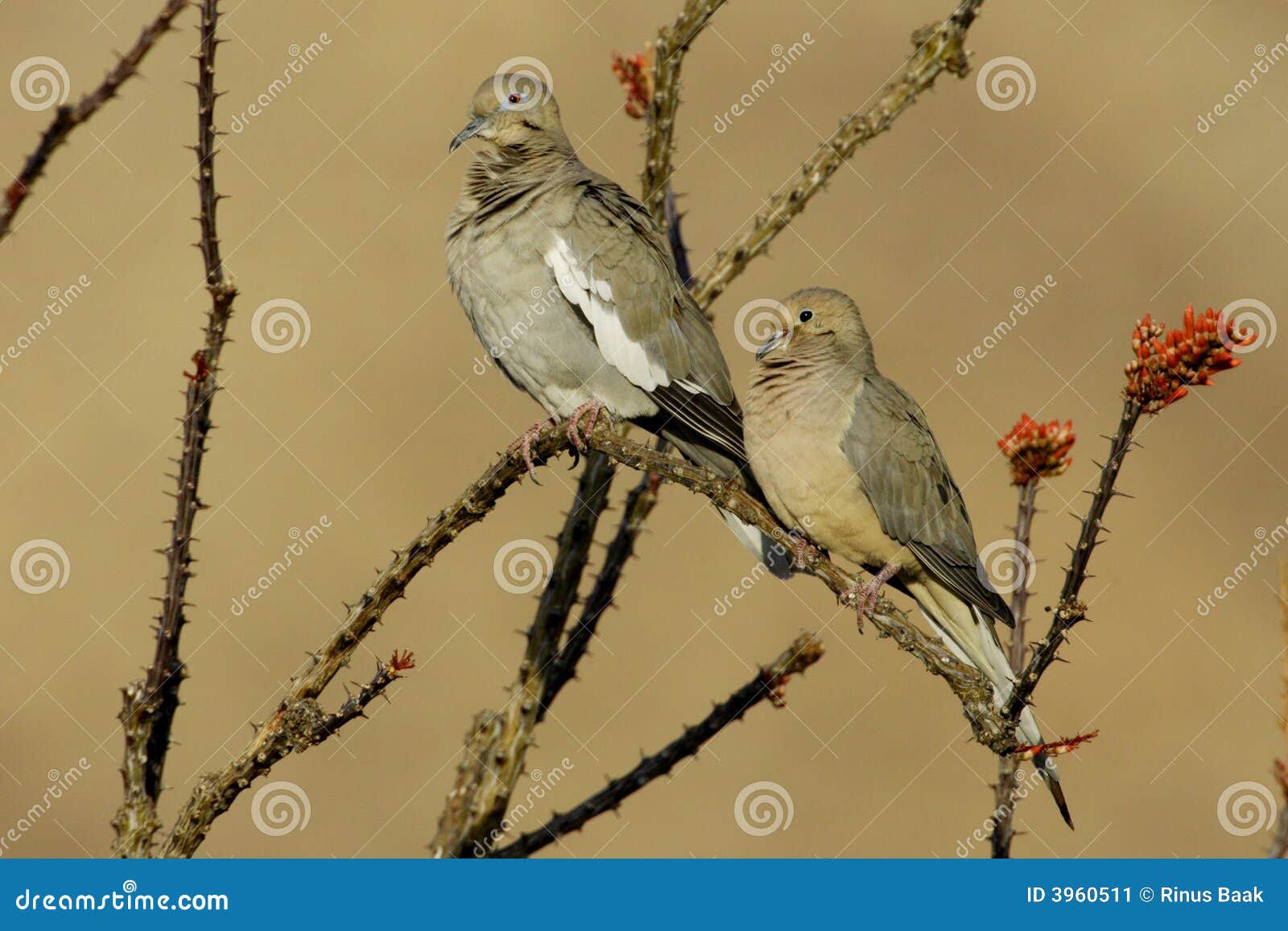 doves on ocotillo branch
