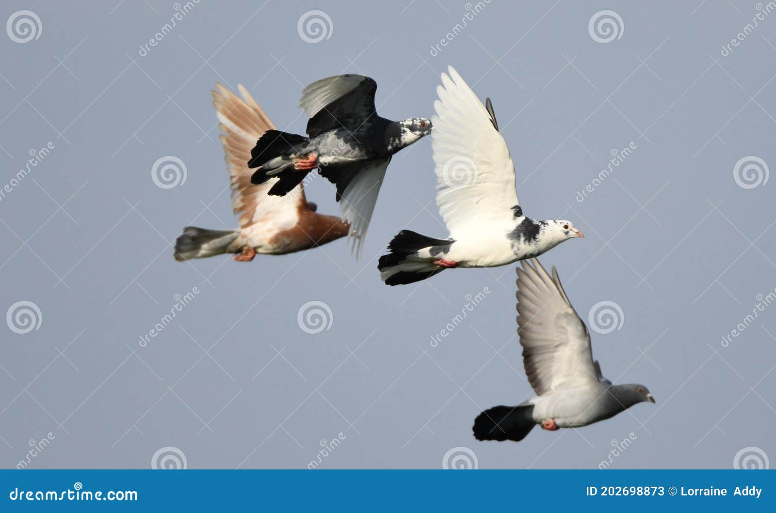 Doves and Pigeons in Flight Together Stock Image Image of friendly