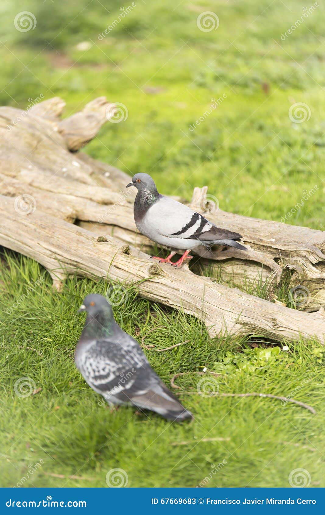 doves in the zoo