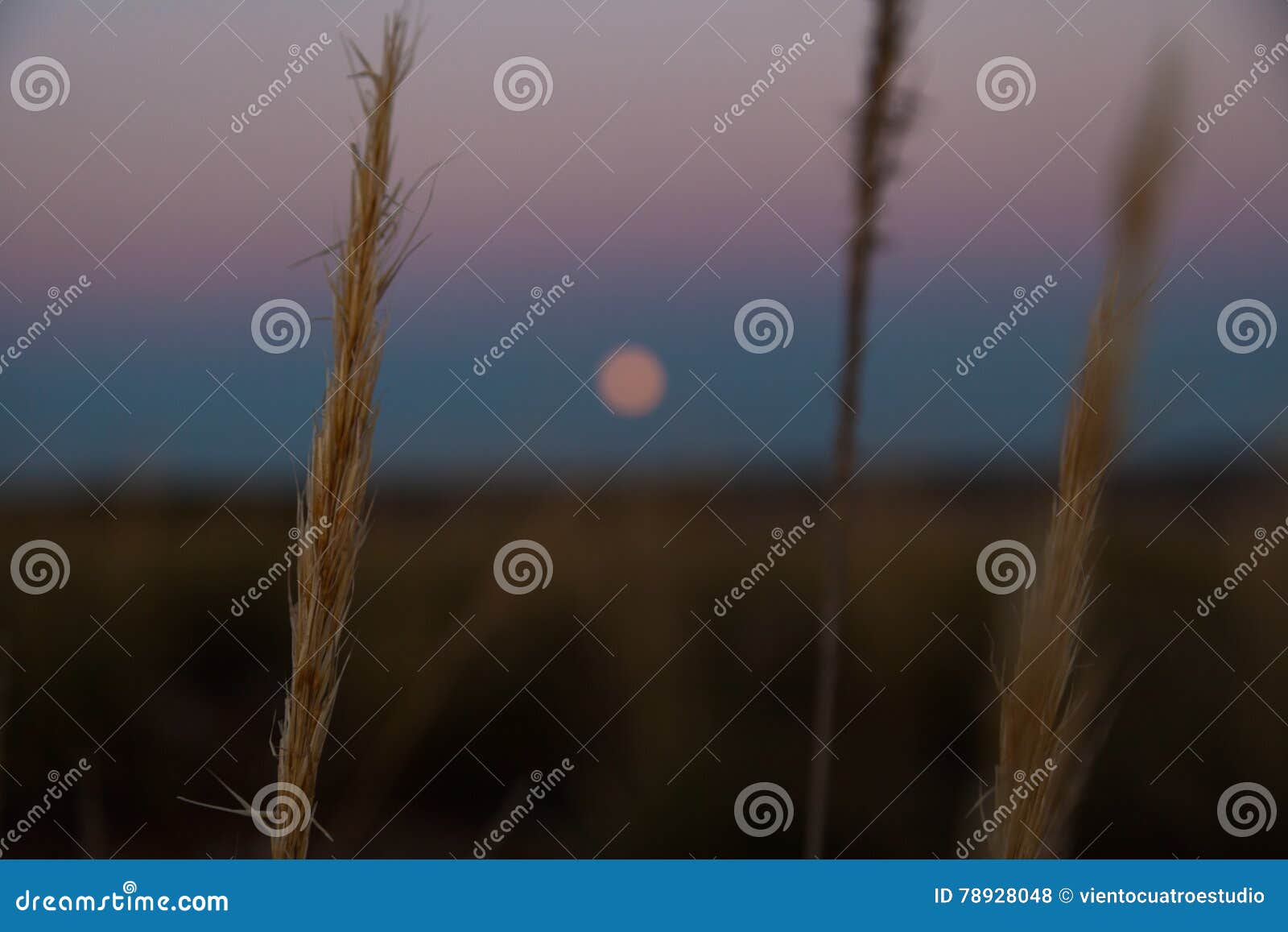 Dowel Backlighting Stock Photos Free And Royalty Free Stock Photos From