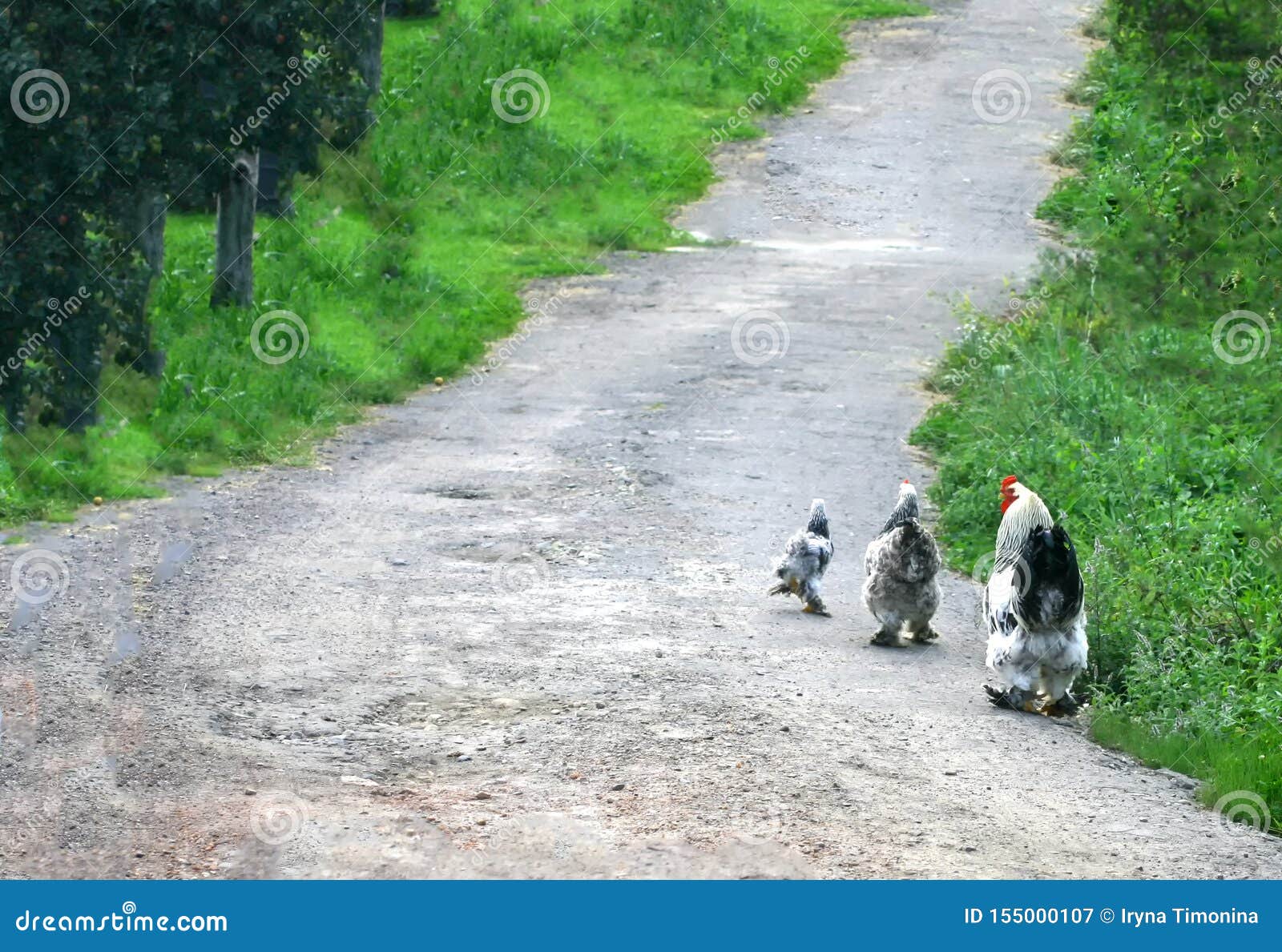 Down the Path are Downy Cocks, Hens, Chicken. Stock Image Image of