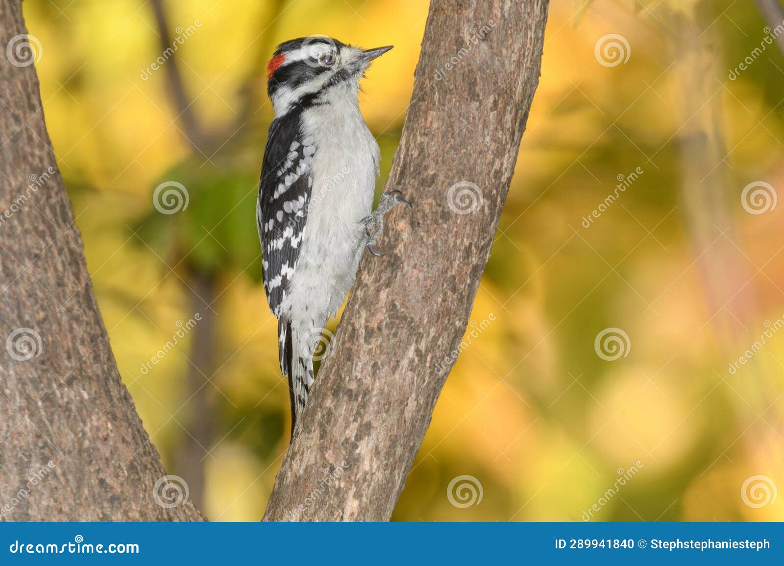 a downey woodpecker perched on a bracnh with fall colors in the background