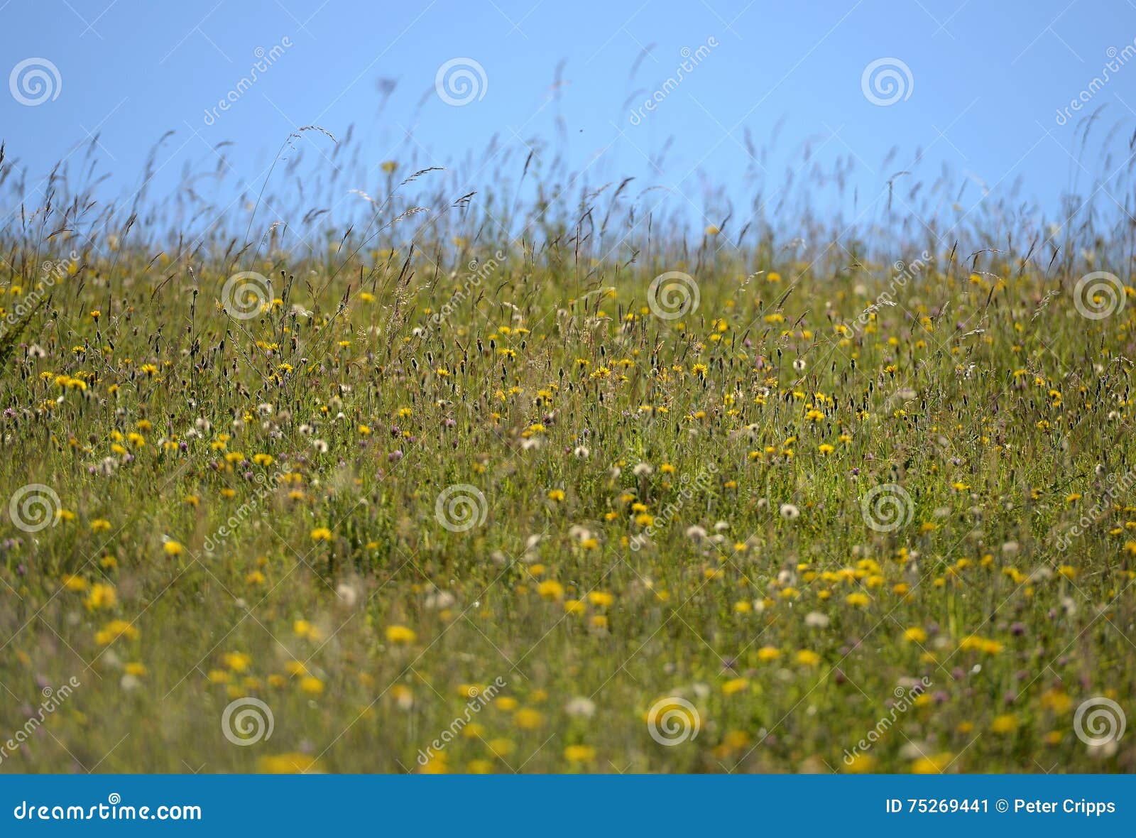 Downland stock image. Image of downland, south, downs 75269441