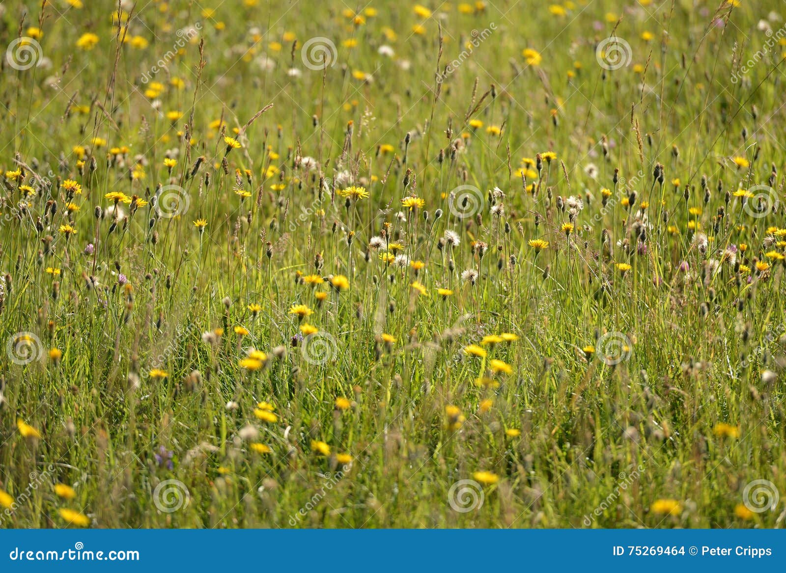 Downland stock photo. Image of flower, ecoregion, park 75269464