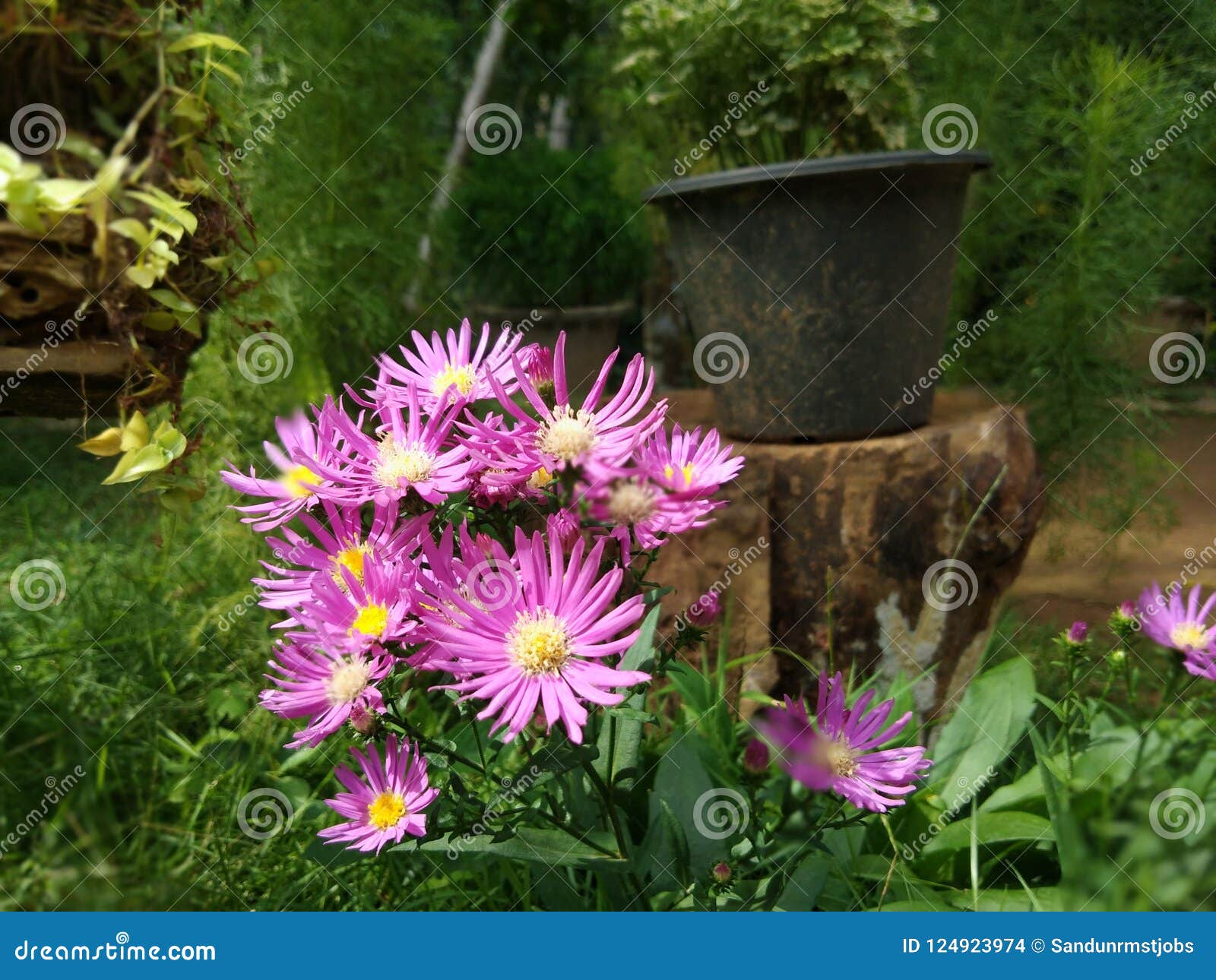 Download Beautiful Flowers In Sri Lanka Stock Photo Image Of