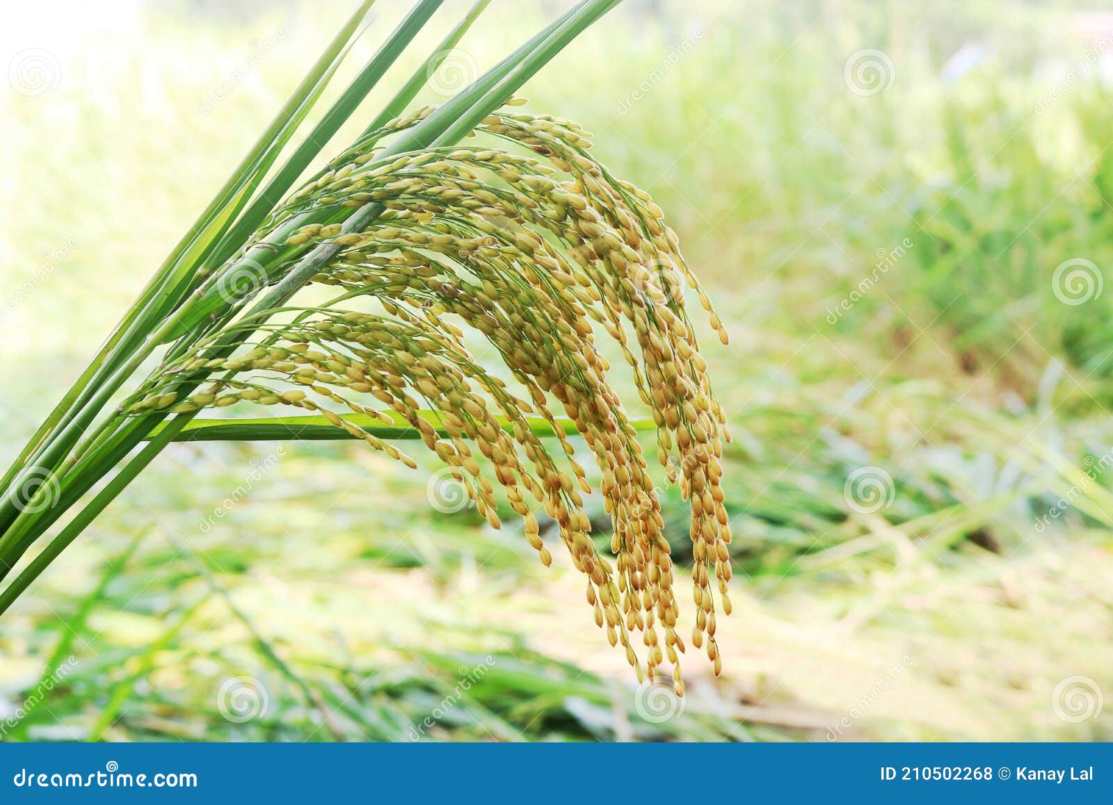 Bangladeshi Green RIce HD Quality Image Download Stock Photo - Image of  background, flowers: 210502268