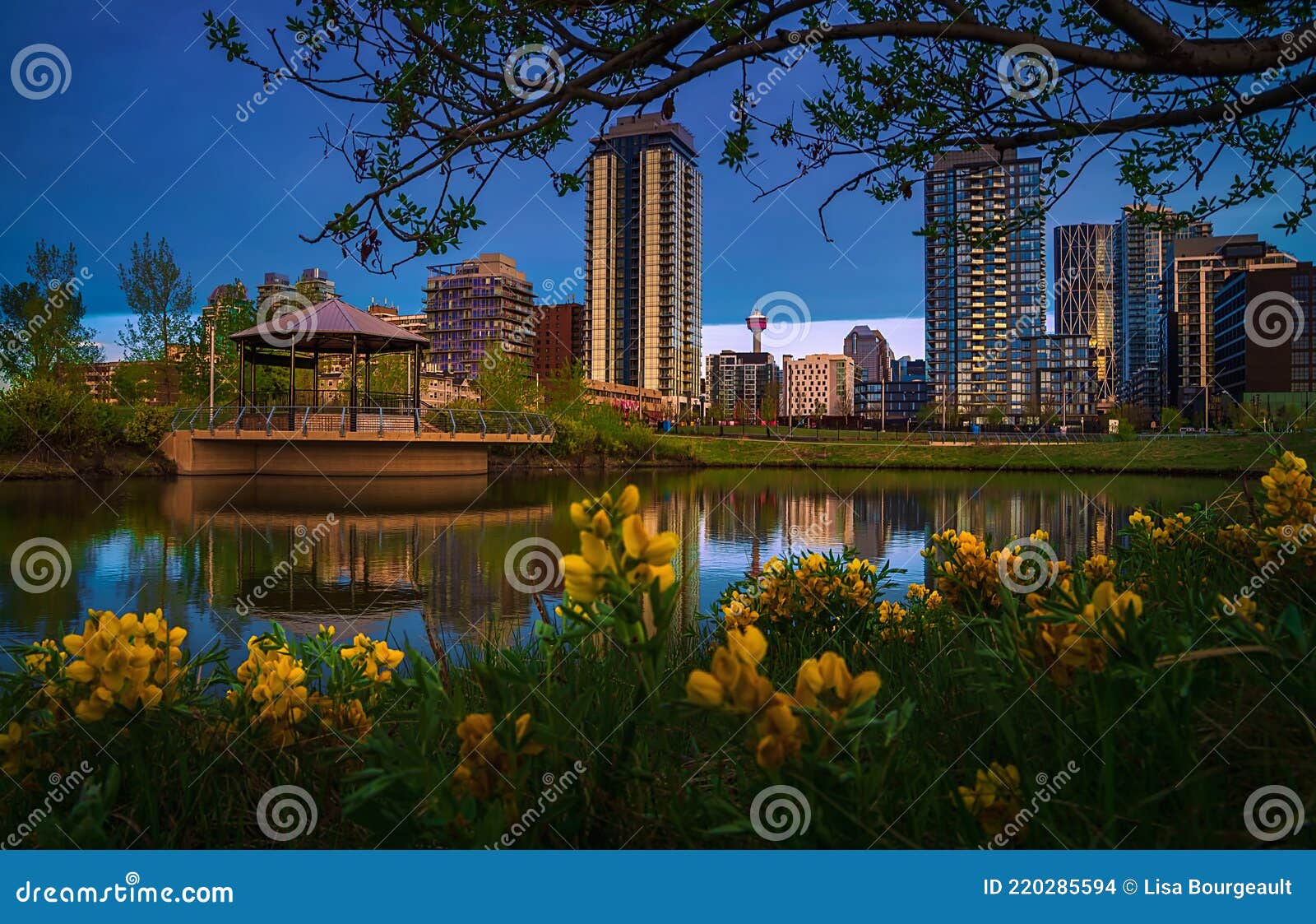 Downtown Calgary Framed by Spring Flowers Stock Photo Image of