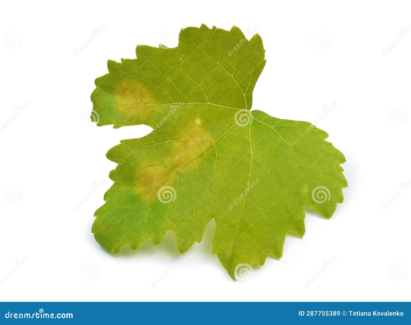 Downy Mildew on a Grape Leaf. Isolated on White Background. Stock Image