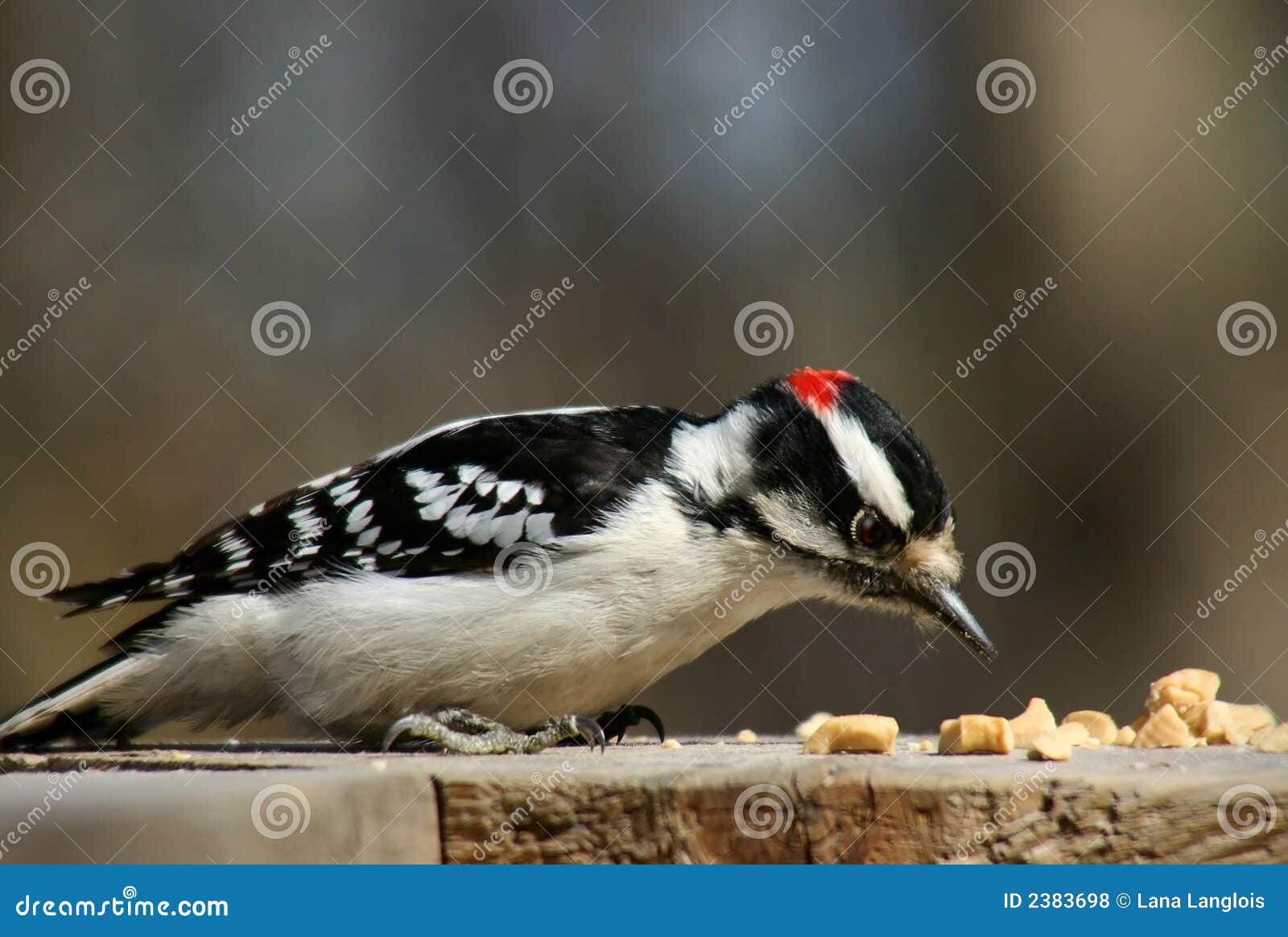 Downy woodpecker stock photo. Image of wing, feather, bird - 2383698