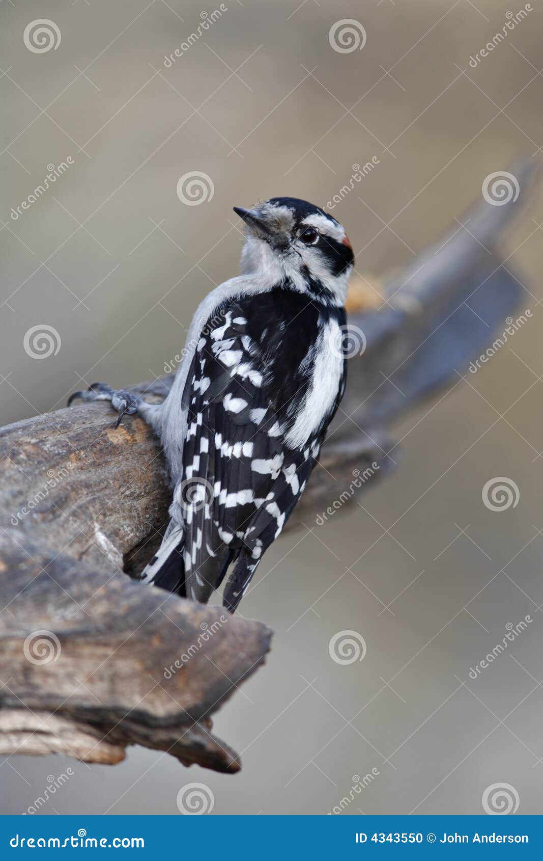 Downy woodpecker stock photo. Image of feathers, pubescens - 4343550