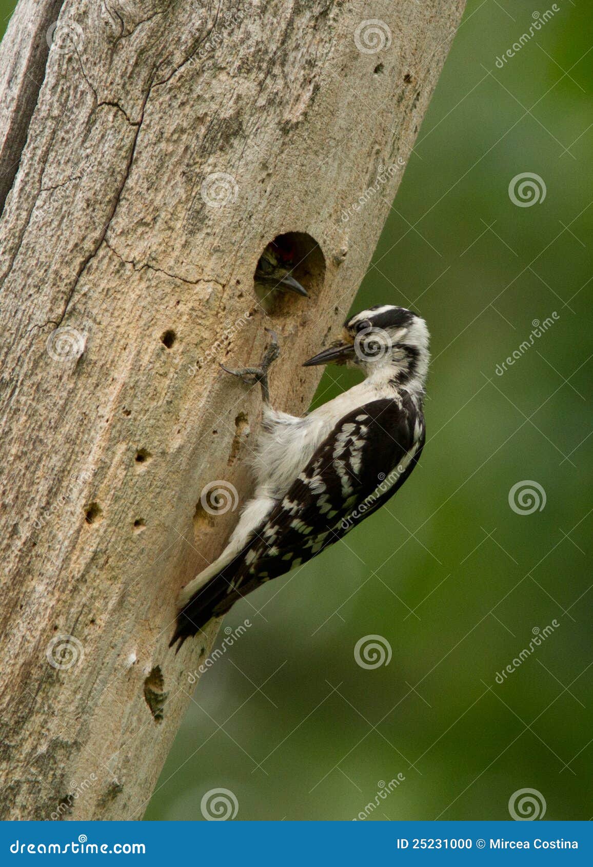 Downy Woodpecker and baby stock photo. Image of natural - 25231000