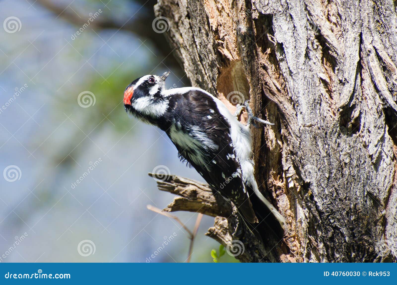 Downy Woodpecker Building Its Home Stock Photo - Image of crown, male