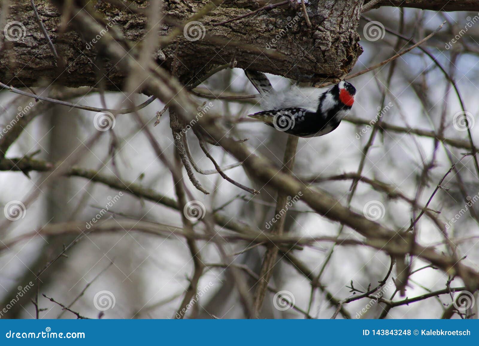 Downy Woodpecker Eating on a Tree Branch Stock Photo - Image of