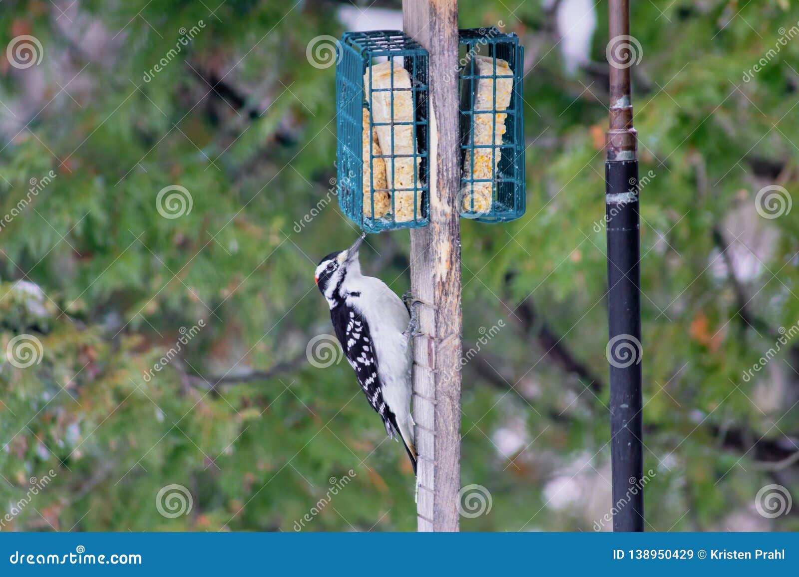 Downy woodpecker on feeder stock image. Image of picoides - 138950429