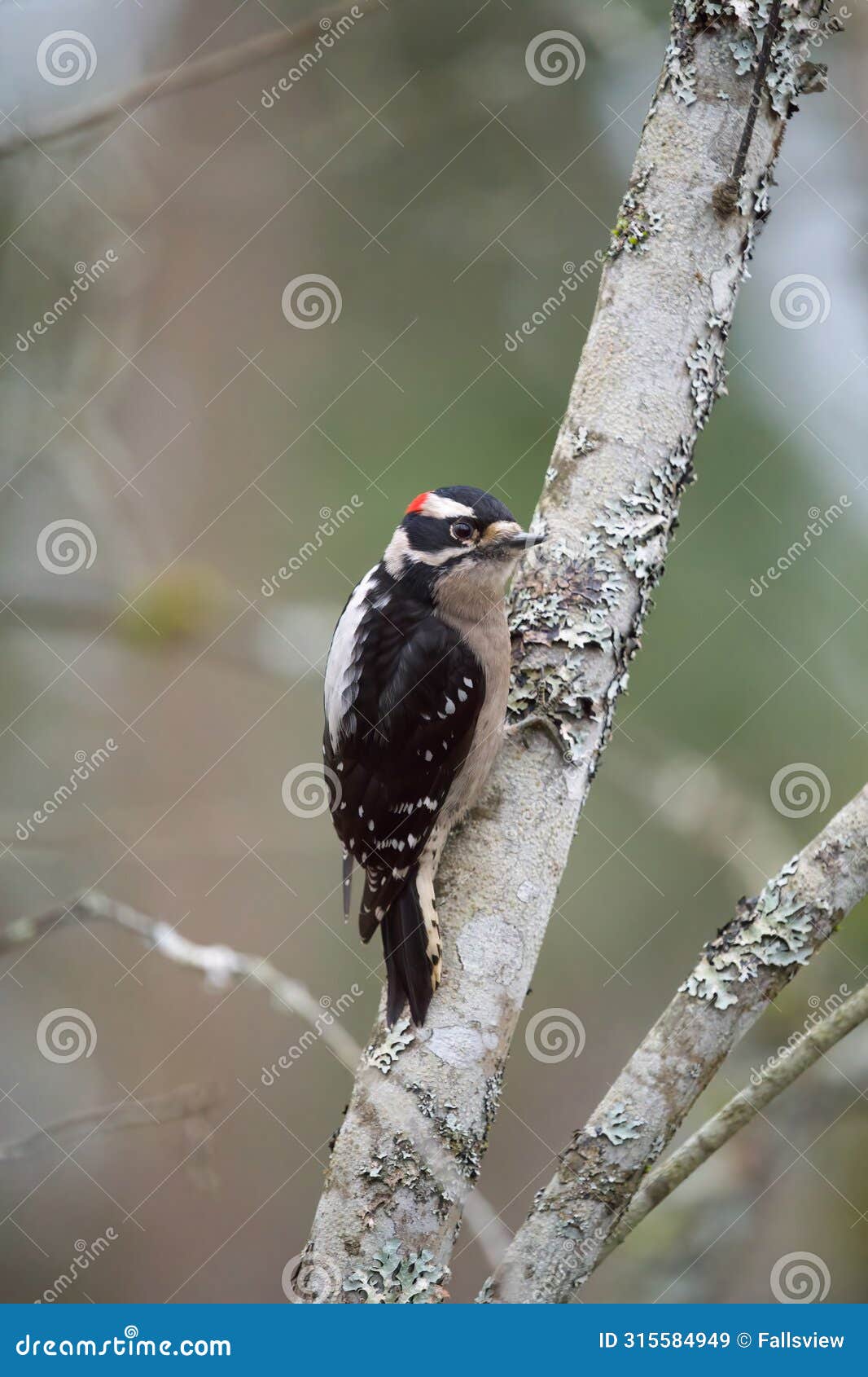 downy woodpecker feeding in forest