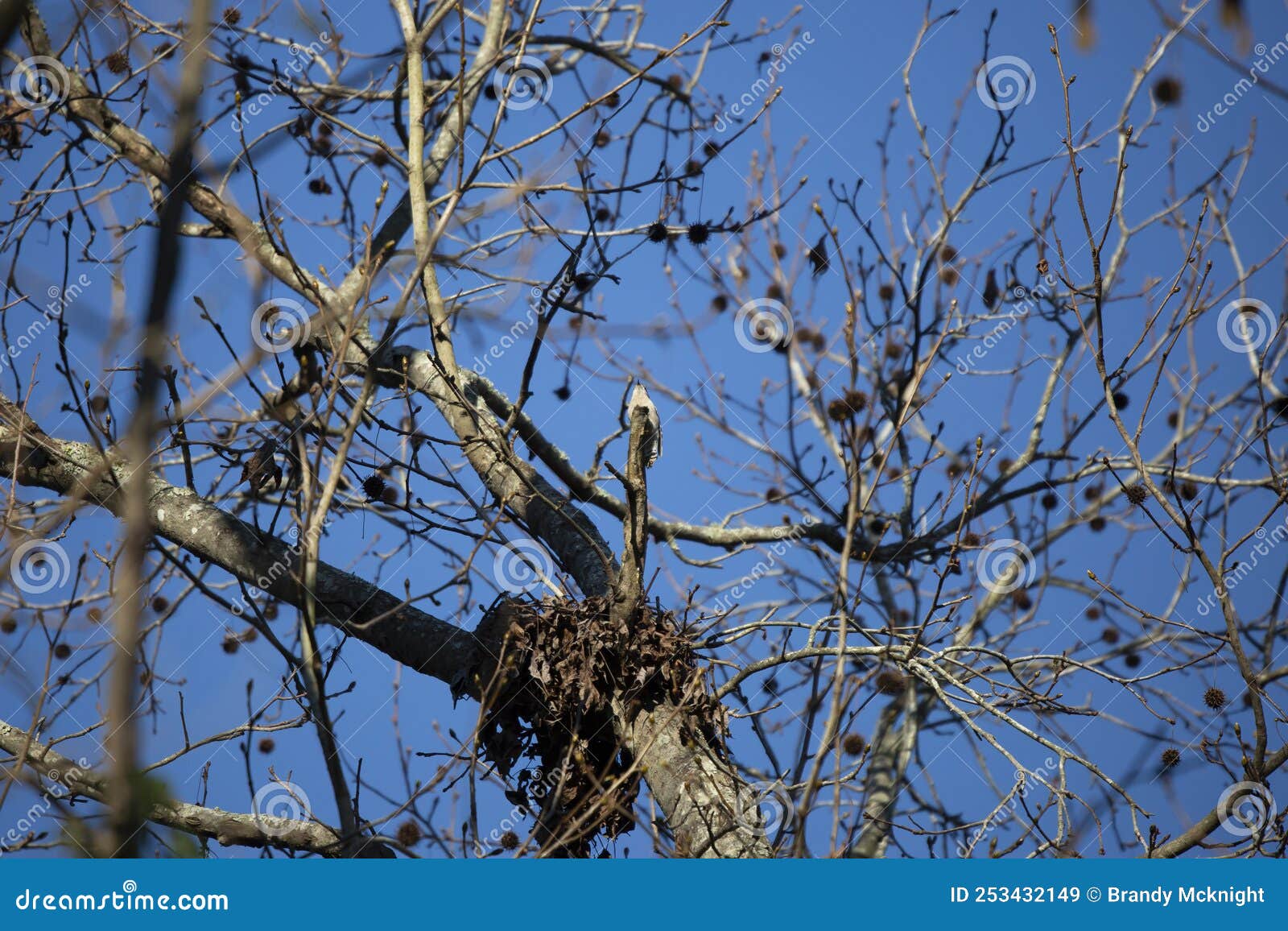 Downy Woodpecker Foraging stock image. Image of bill 253432149