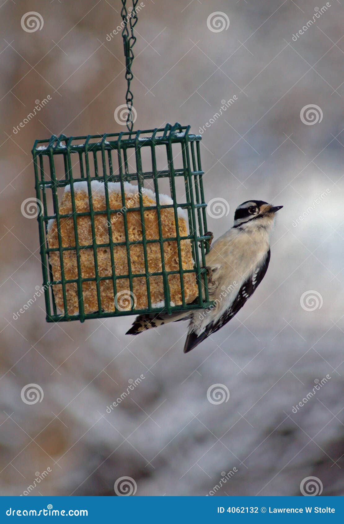 downy woodpecker hanging on
