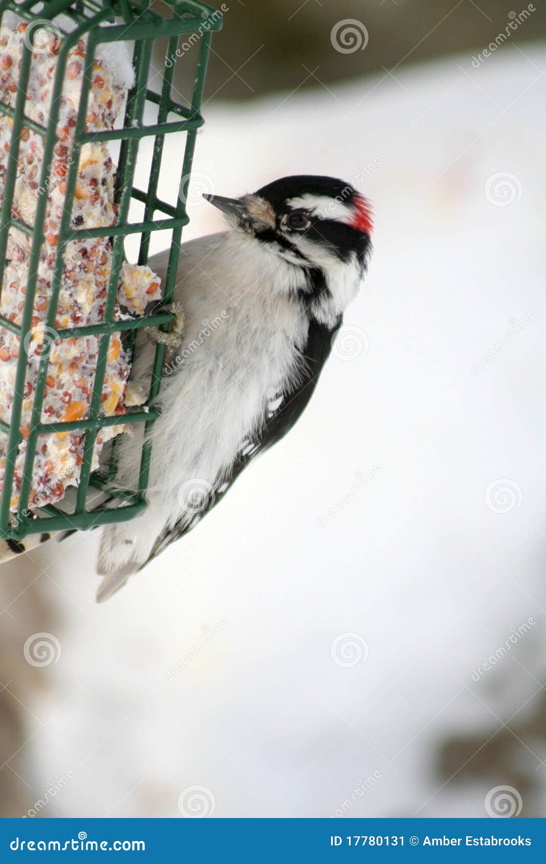Downy Woodpecker Perched on Suet Feeder Stock Image - Image of head