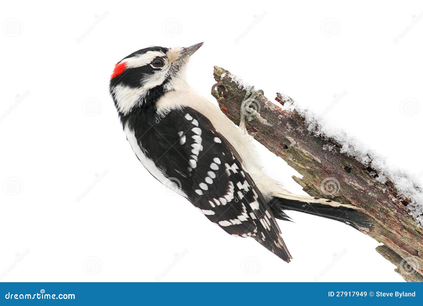 Downy Woodpecker (Picoides Pubescens) Royalty Free Stock Images - Image