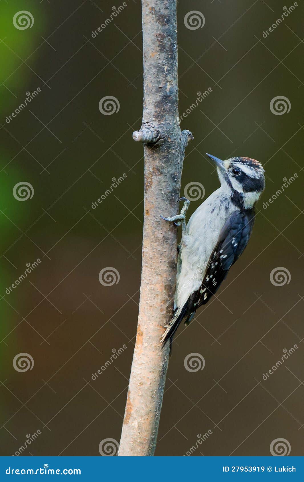 Downy Woodpecker on a Tree Branch. Stock Image Image of order, genus 27953919