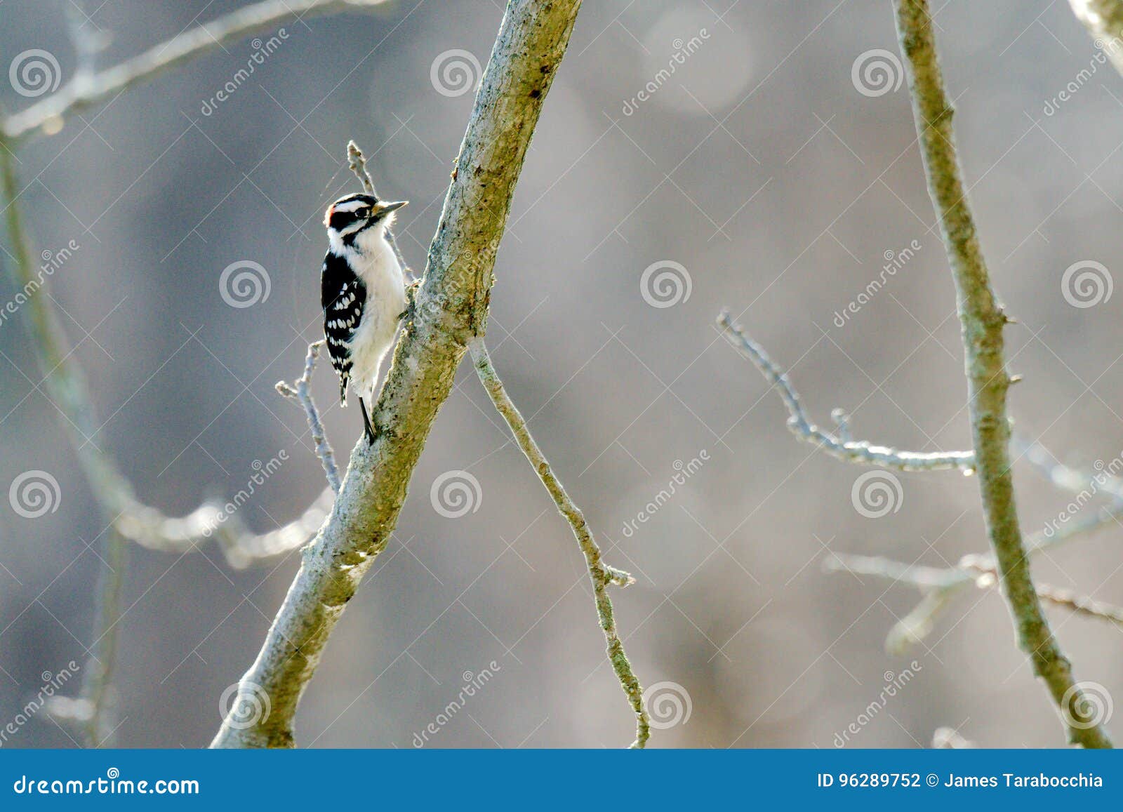 Downy Woodpecker stock photo. Image of downy, black, feeding - 96289752